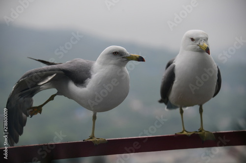  Two seagulls © Сергей Орлов