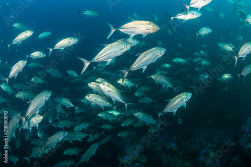 Large Trevally swimming above a murky, tropical coral reef