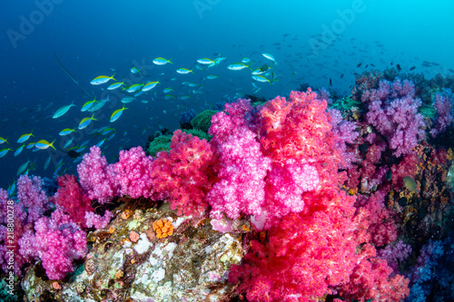 Beautiful, colorful but delicate soft corals on a tropical coral reef in Asia