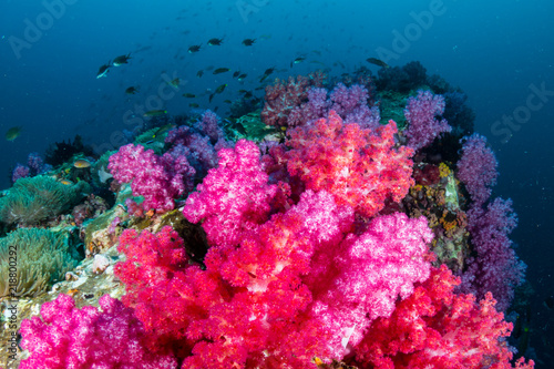 Fototapeta Naklejka Na Ścianę i Meble -  Beautiful, colorful but delicate soft corals on a tropical coral reef in Asia