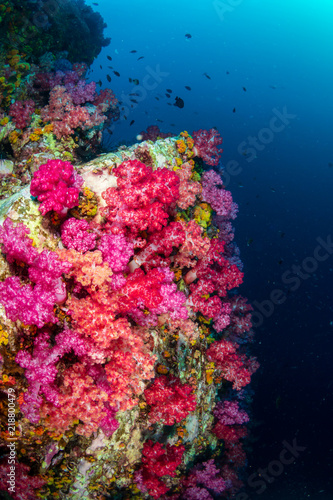Fototapeta Naklejka Na Ścianę i Meble -  Beautiful, colorful but delicate soft corals on a tropical coral reef in Asia