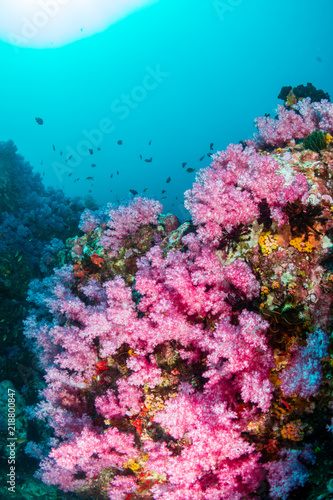 A beautiful, colorful, healthy tropical coral reef system in Asia