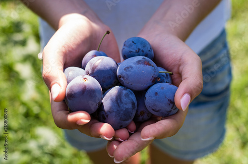 Woman hands holding many ripe plums