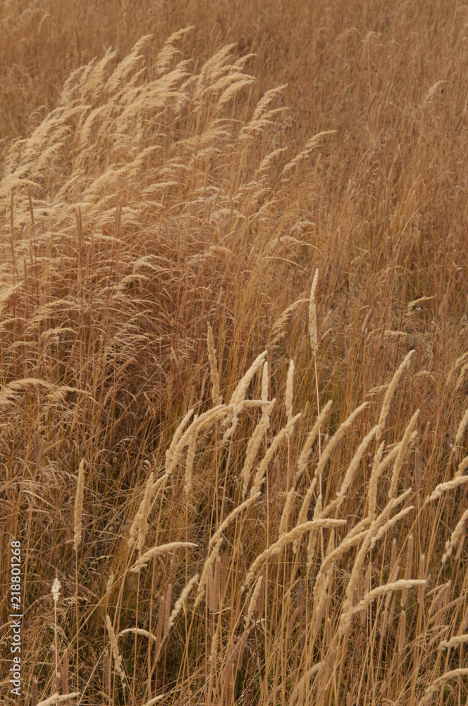 Golden Grass Blowing in the Wind, Closeup, Wheat Golden Grass Blowing in the Wind, Closeup, Wheat
