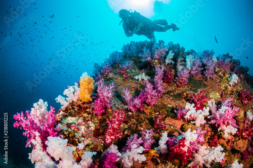 SCUBA divers exploring a colorful, beautiful tropical coral reef system