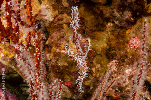 A well hidden Ornate Ghost Pipefish amongst corals on a tropical reef