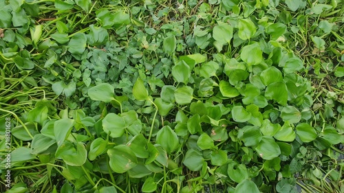 Background water hyacinth