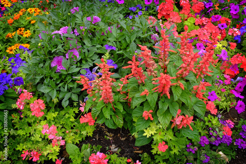 Detail of Flower Garden in Summer or Spring with Lush Blooms and Colorful Leaves