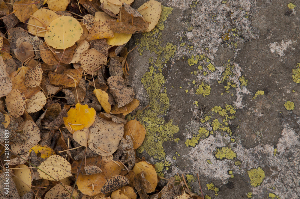 Obraz premium Aspen Leaves on the Ground Next to a Rock with Lichen