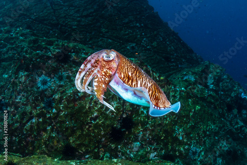 Mating Pharaoh Cuttlefish on a dark tropical coral reef in Myanmar photo