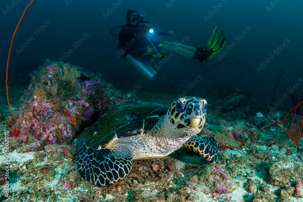 Naklejka premium SCUBA diver looking at a Hawksbill Seaturtle on a dark tropical coral reef at dawn