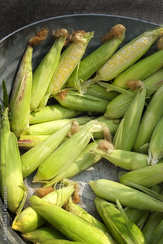 Fresh Ears of Corn on the Cob in Bucket at Market for Sale Fresh Ears of Corn on the Cob in Bucket at Market for Sale