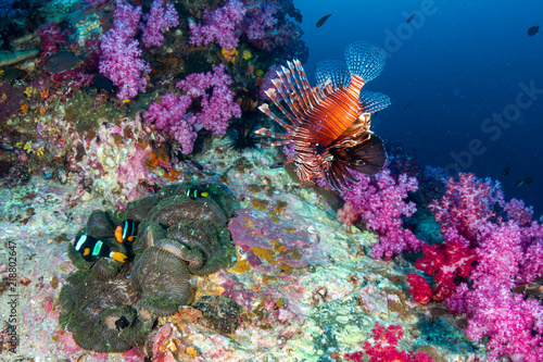Fototapeta Naklejka Na Ścianę i Meble -  Colorful Lionfish patrolling a tropical coral reef at dusk