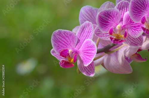 Beautiful pink orchid close-up on green background