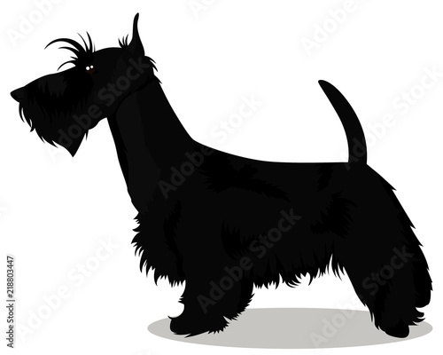 Scottish terrier dog