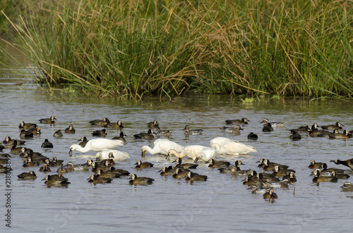 Spatule blanche,.Platalea leucorodia, Eurasian Spoonbill, Dendrocygne veuf,.Dendrocygna viduata, White faced Whistling Duck photo