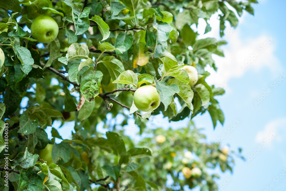Part of an apple tree with ripe fruits against a blue sky in August is the time for harvesting Part of an apple tree with ripe fruits against a blue sky in August is the time for harvesting