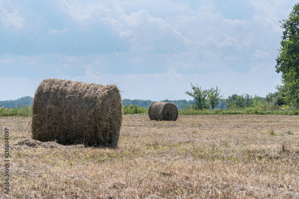 Hay rolls on the edge of forest
