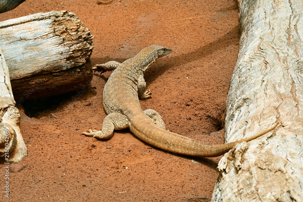 Fototapeta premium Australia, Zoology, Reptile