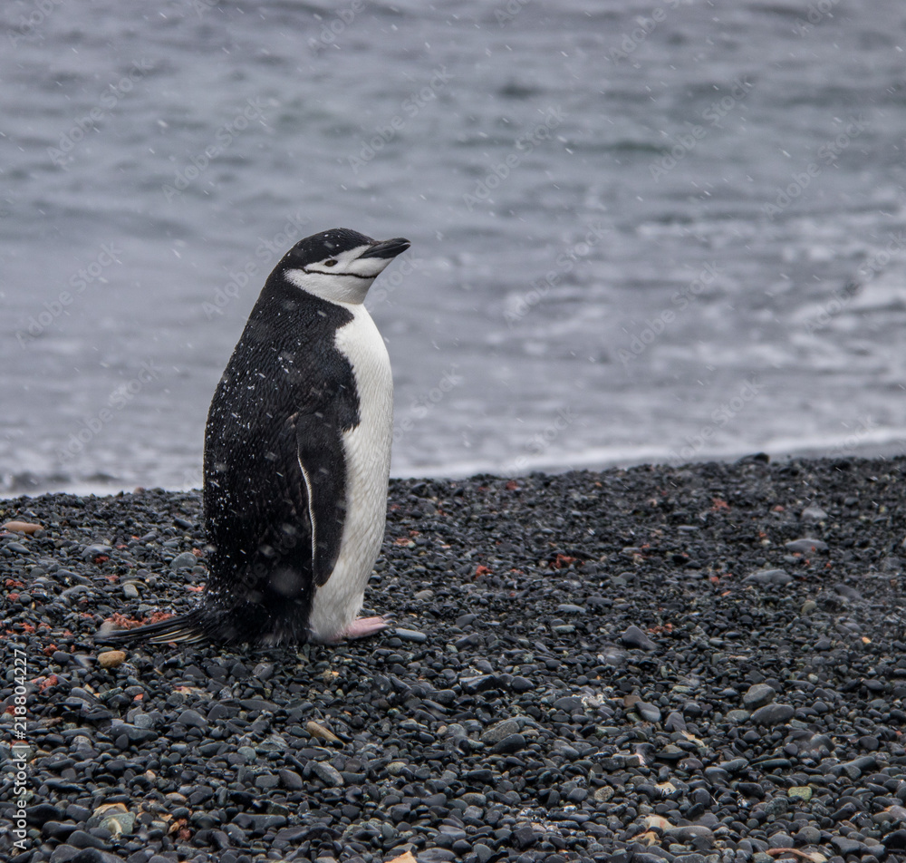 Obraz premium Lone Chinstrap Penguin on the Coast of Antarctica