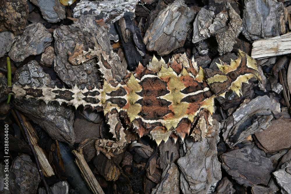 Fototapeta premium Australia, Zoology