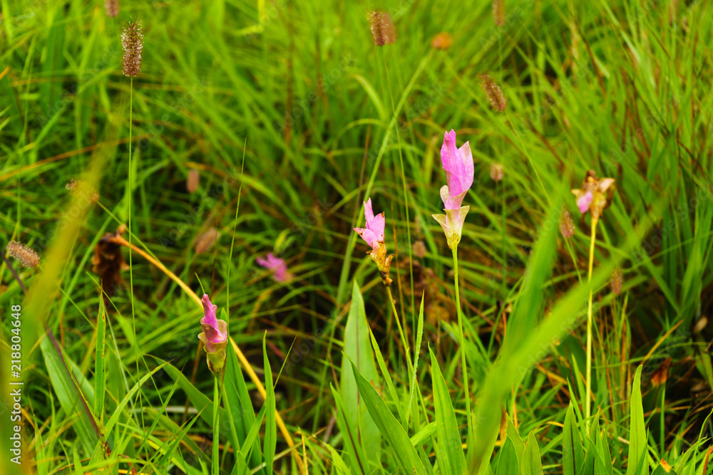 Pink flowers.Siam Tulip.Beautiful field of flower in National Park. at Chaiyaphum Pink flowers.Siam Tulip.Beautiful field of flower in National Park. at Chaiyaphum