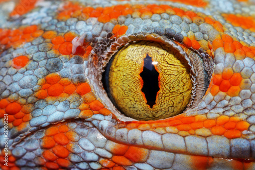 Colorful Toke's gecko amazing eye macro.