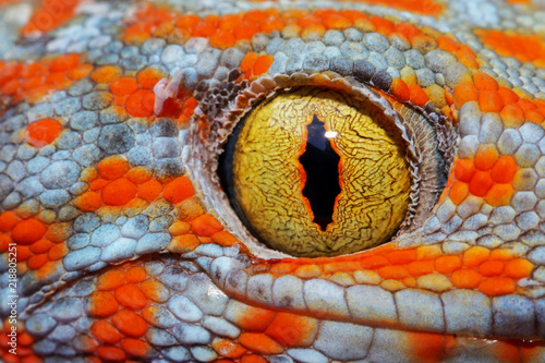 Colorful Toke's gecko amazing eye macro. photo