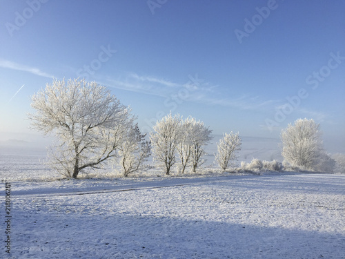 trees covered with snow and ice in winter landscape