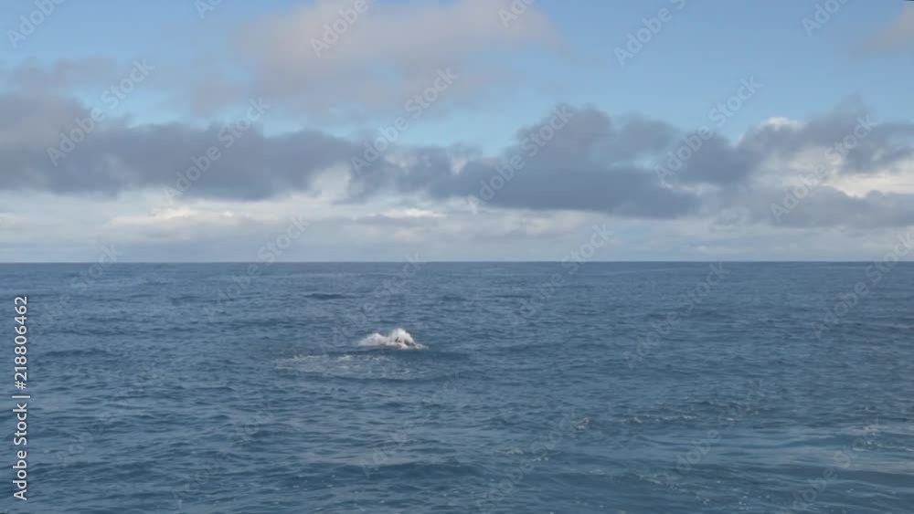 Spinner dolphin jumping out of the water on the Napali Coast in Kauai. Spinner dolphin jumping out of the water on the Napali Coast in Kauai.