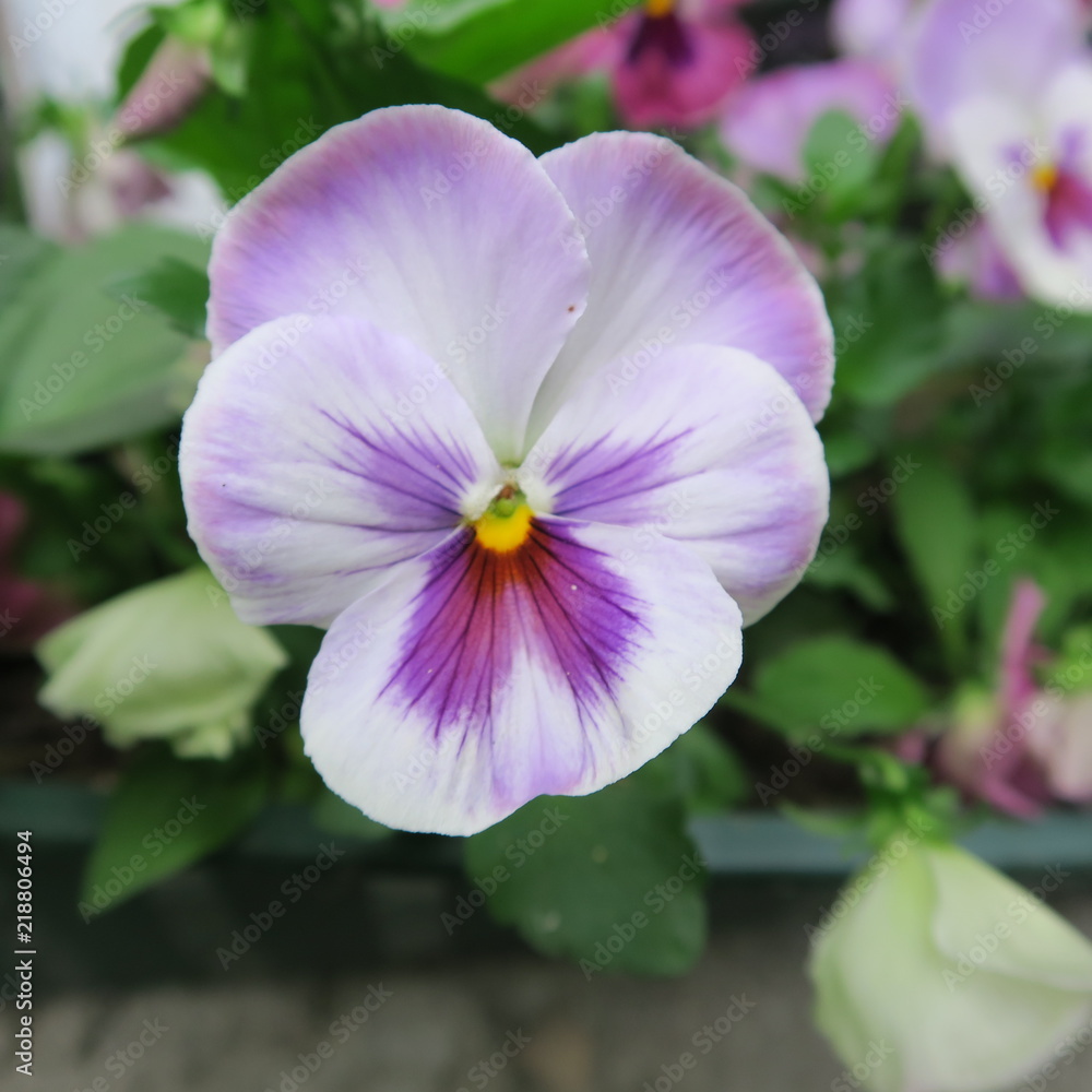colored viola, pansies, bloom in early spring colored viola, pansies, bloom in early spring