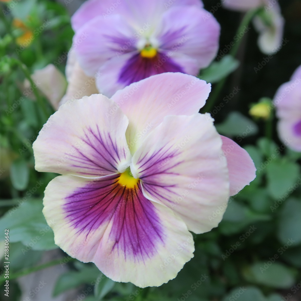 colored viola, pansies, bloom in early spring colored viola, pansies, bloom in early spring