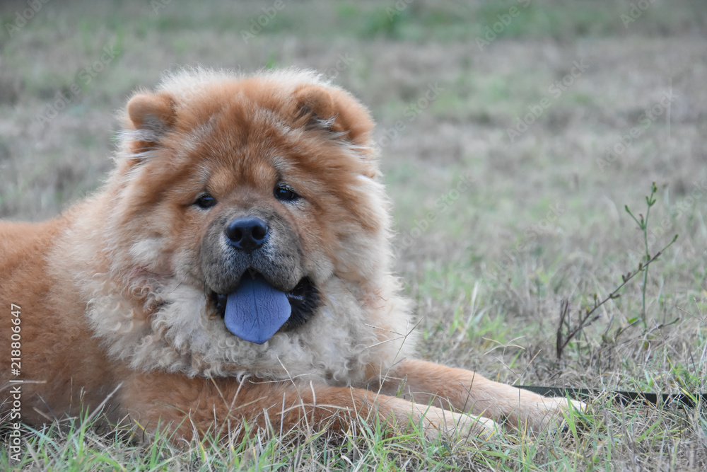 Beautiful dog chow-chow in the park. Purebred red dog chow chow
