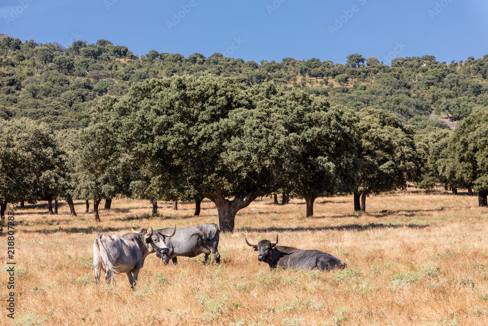 Obraz premium Cows in the fields of Salamanca, Spain