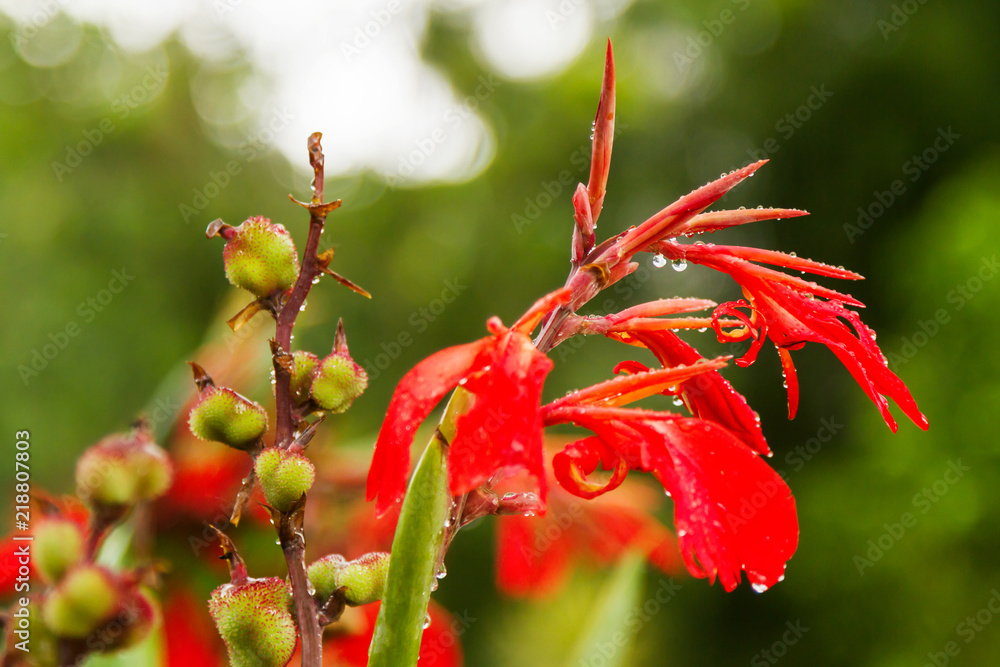 Close up photo of bright red flower with raindrops. Indonesia. Close up photo of bright red flower with raindrops. Indonesia.