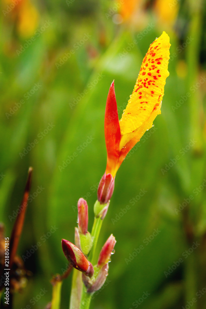 Close up photo of bright yellow flower with raindrops. Indonesia. Close up photo of bright yellow flower with raindrops. Indonesia.