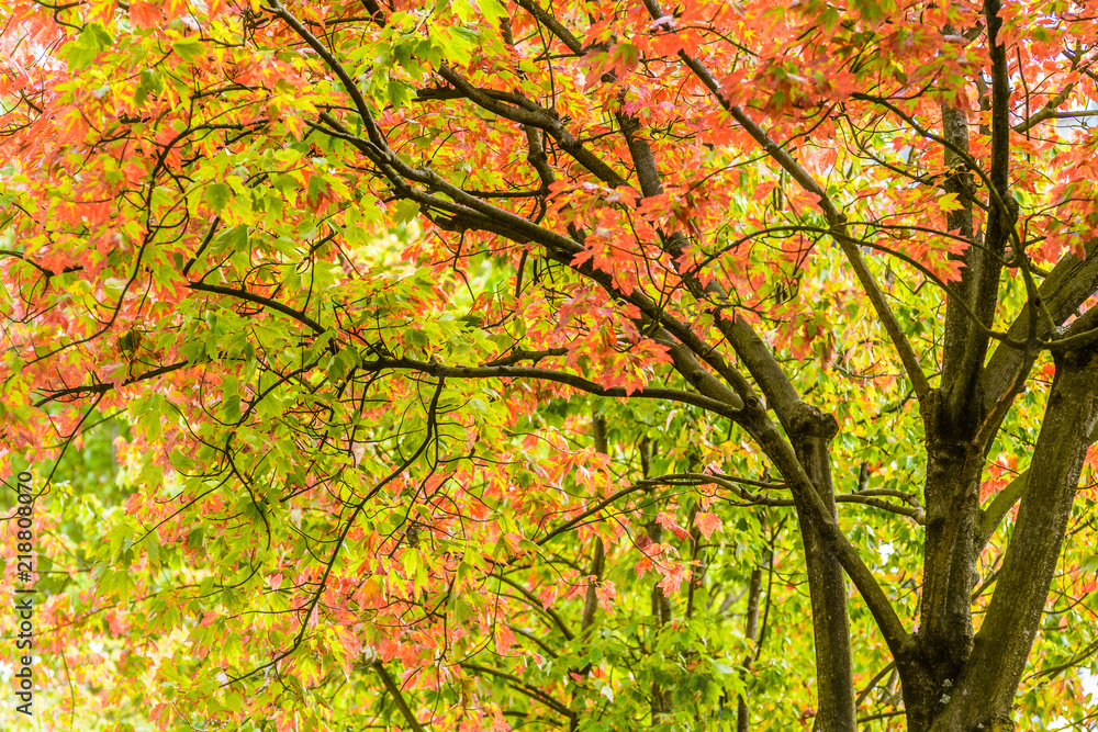 A vibrantly coloured tree boasting orange, green and yellow toned leaves in the Autumn/ Fall season in Vancouver, Canada.