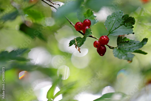 Fotografie Red berries of tasteless alpine currant