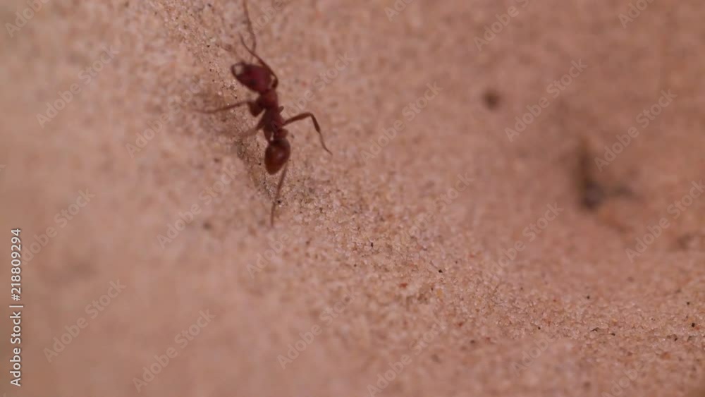 Antlion Myrmeleon catch and eat Red fire Ant from the sand pit Macro shot Slow motion video. Ant-lion insect wild nature. Antlion Myrmeleon catch and eat Red fire Ant from the sand pit Macro shot Slow motion video. Ant-lion insect wild nature.