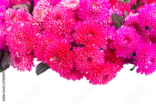 magenta pink fresh chrysanthemum flowers border isolated on white background