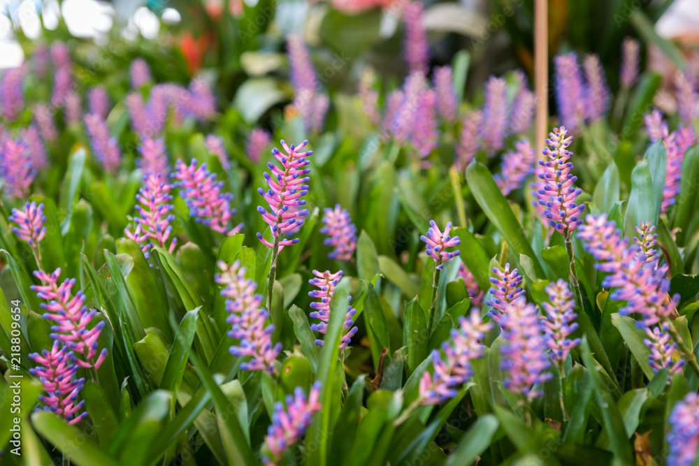 Aechmea gamosepala flowers in garden Aechmea gamosepala flowers in garden