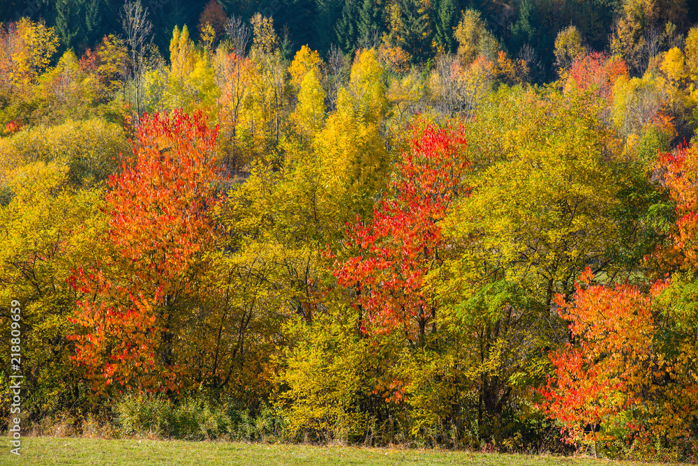 Fototapeta premium Autumn landscape, colorful forest