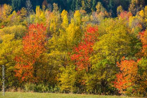 Autumn landscape  colorful forest