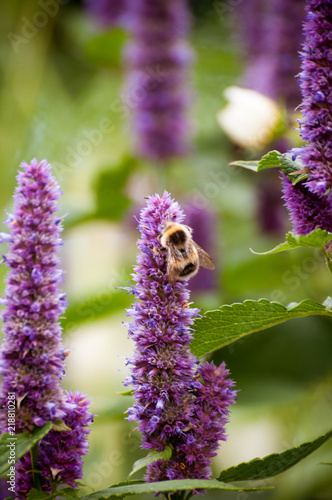 Bee on Agastache photo