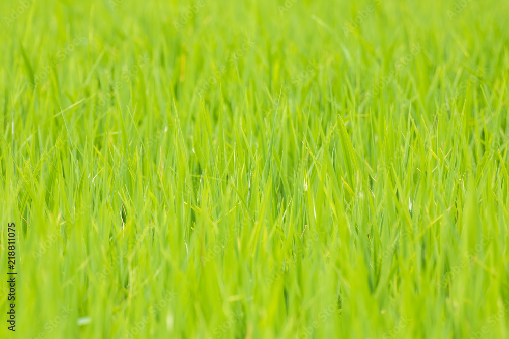 Rice in Thailand Rice in Thailand