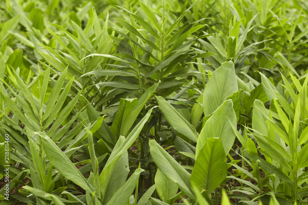 Ginger with galangal tree leaves Ginger with galangal tree leaves