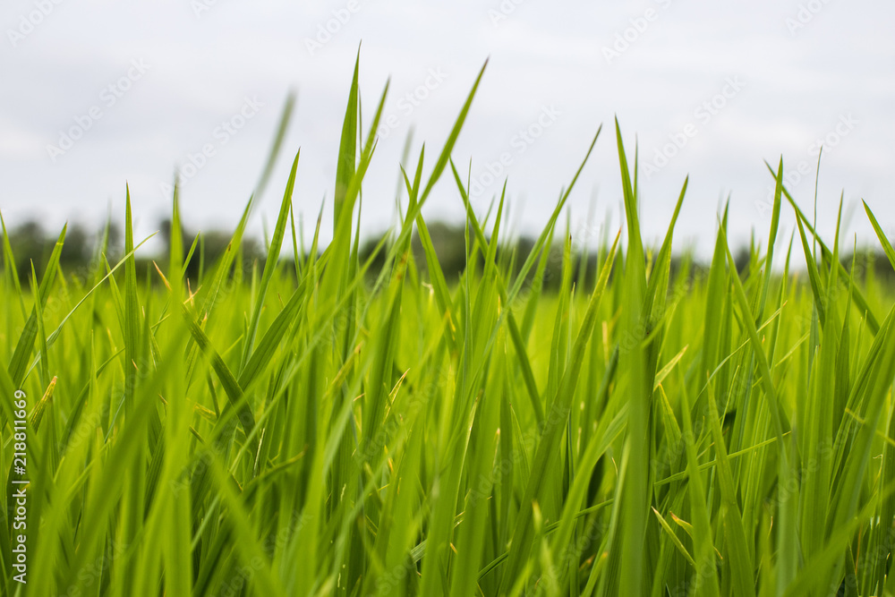 Obraz premium Rice in Thailand