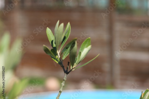 little olive tree