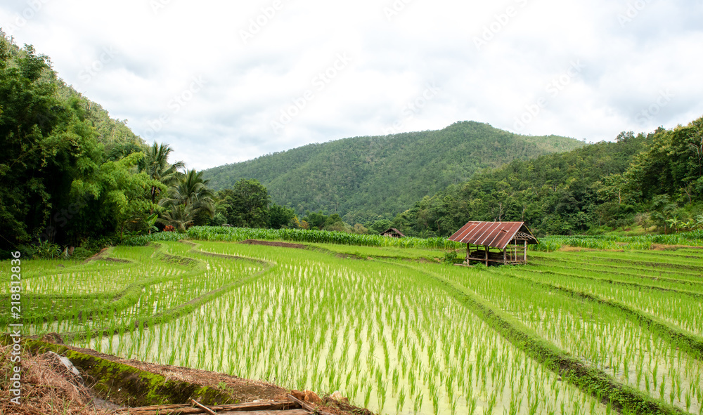 Rice fields with cottages