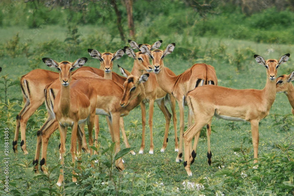 A herd of antelopes at Crater Lake Game Sanctuary, Kenya A herd of antelopes at Crater Lake Game Sanctuary, Kenya